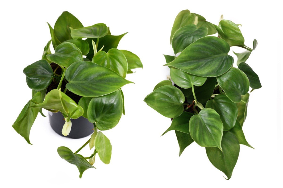 Philodendron Scandens