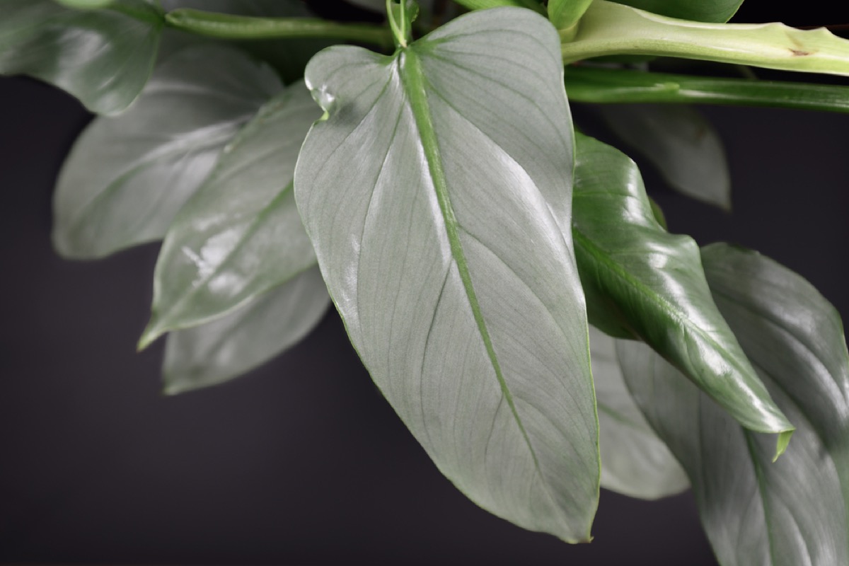 Philodendron Silver Sword