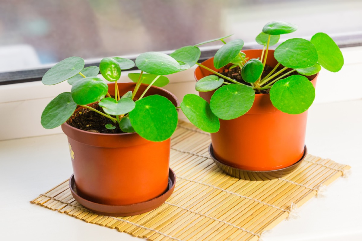 Pilea peperomioides on a bamboo mat