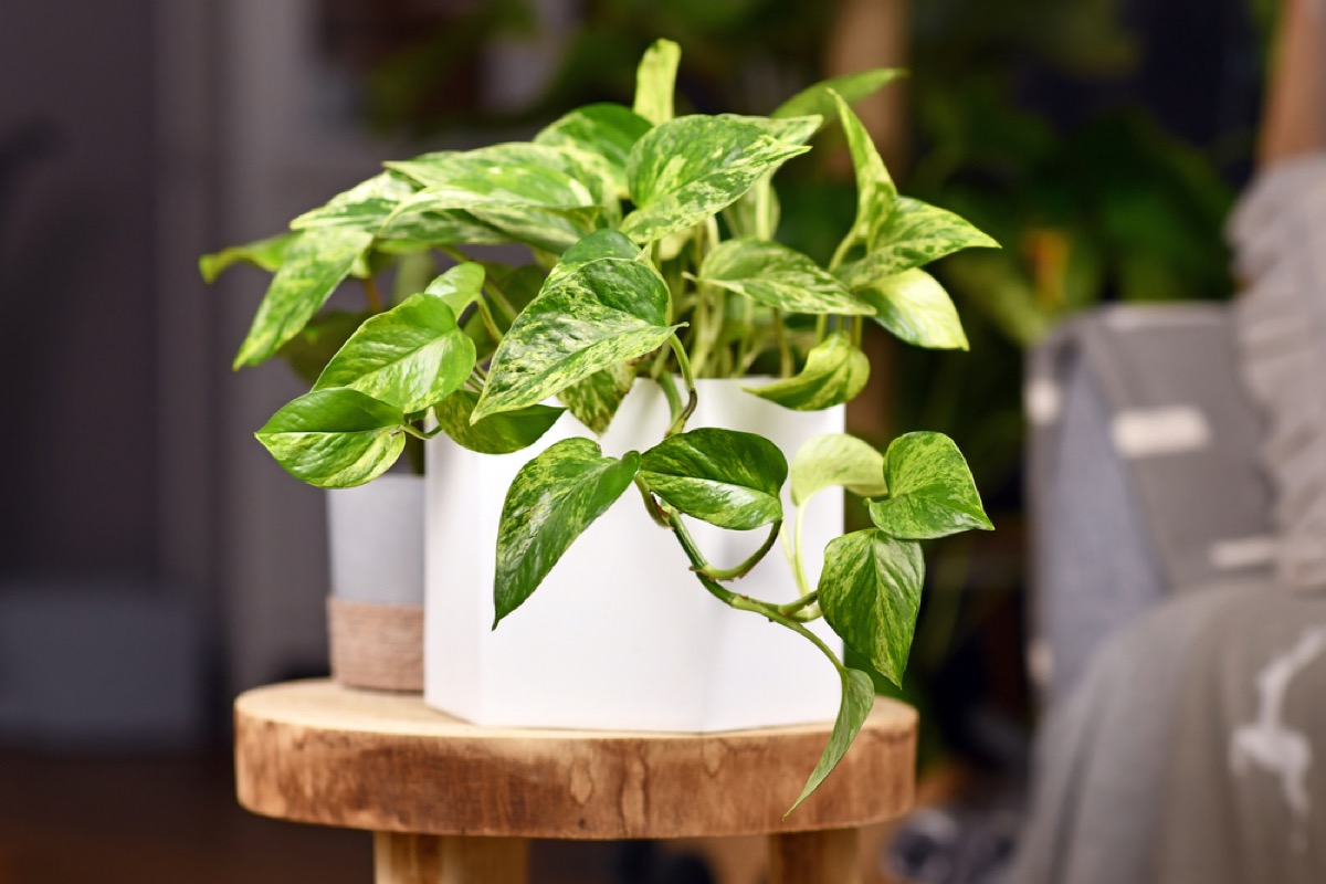 Pothos in a ceramic pot