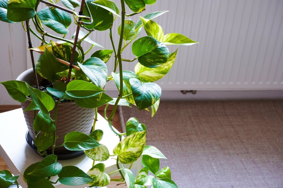 Pothos in trellis