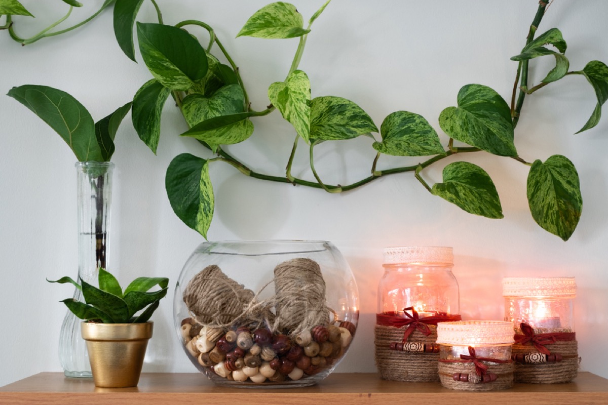 Pothos vine mounted to a wall