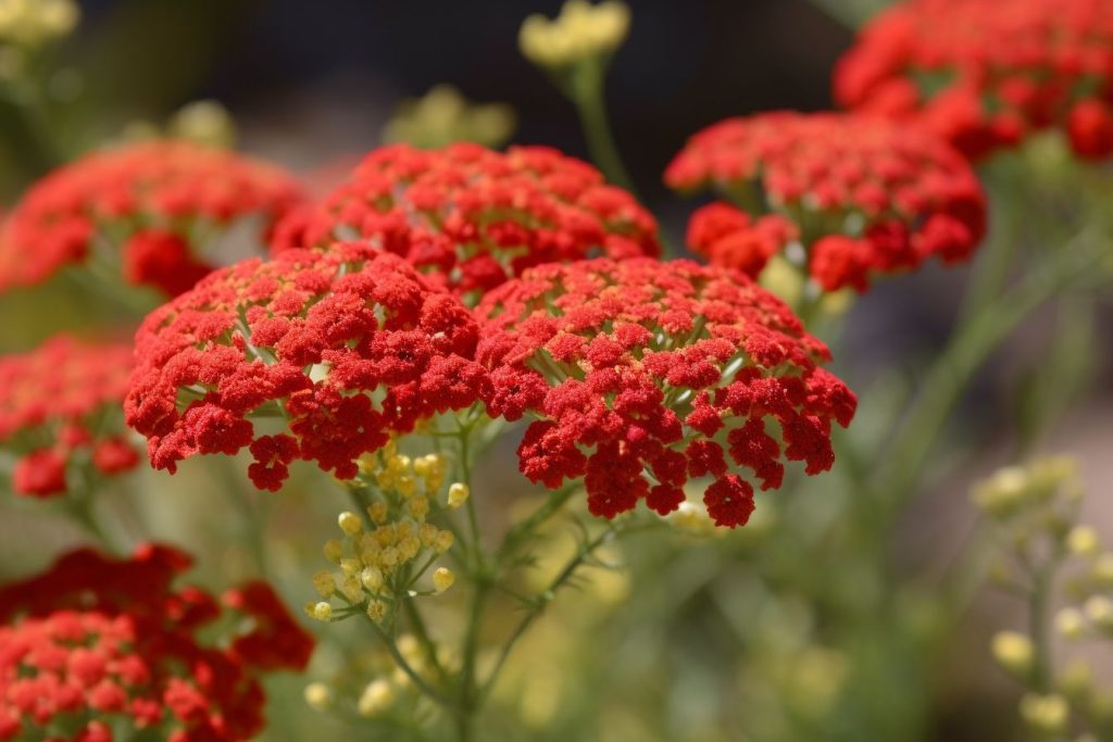 Red Yarrow Flower Meaning, Symbolism & Spiritual Significance Foliage