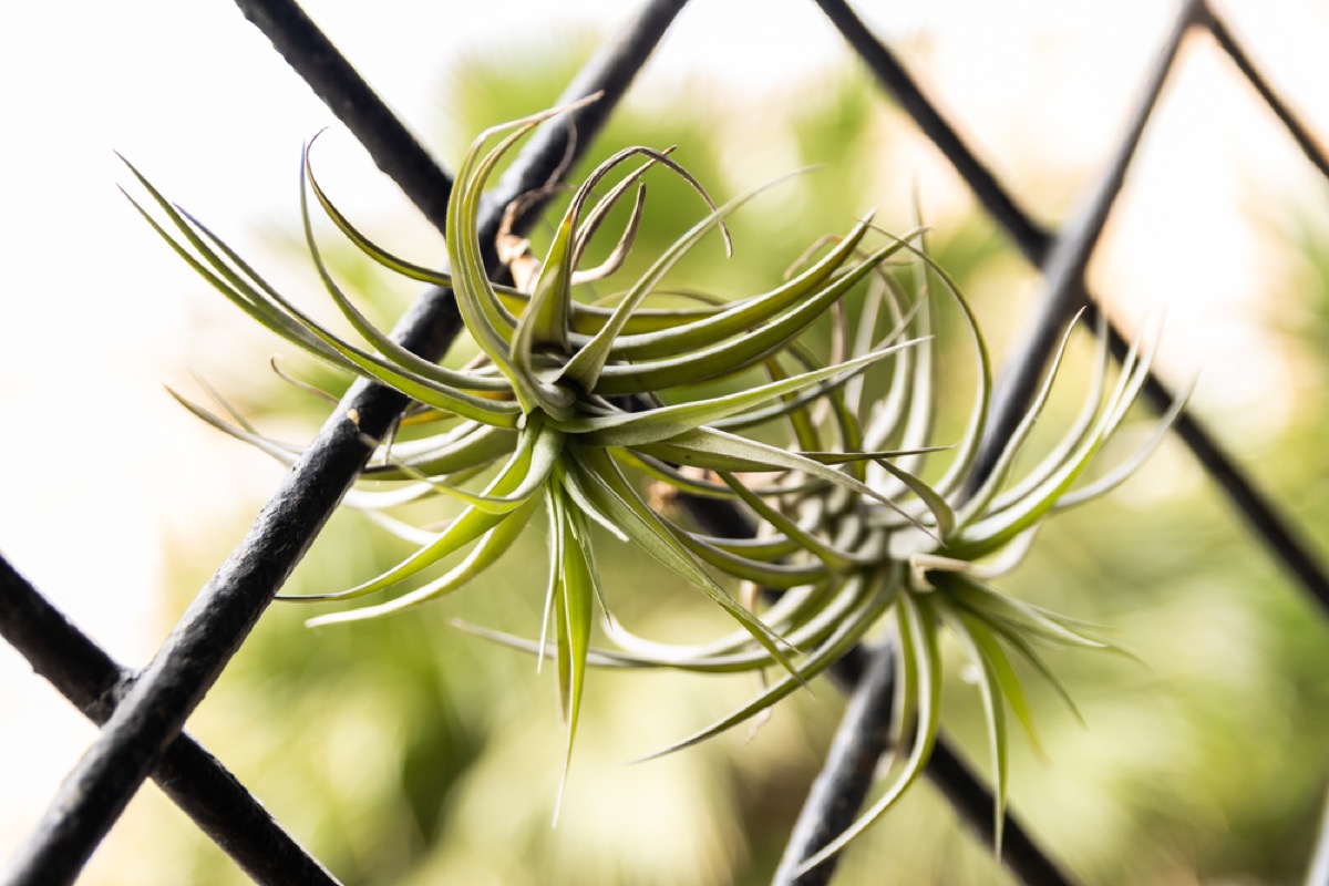 Tillandsia Aeranthos