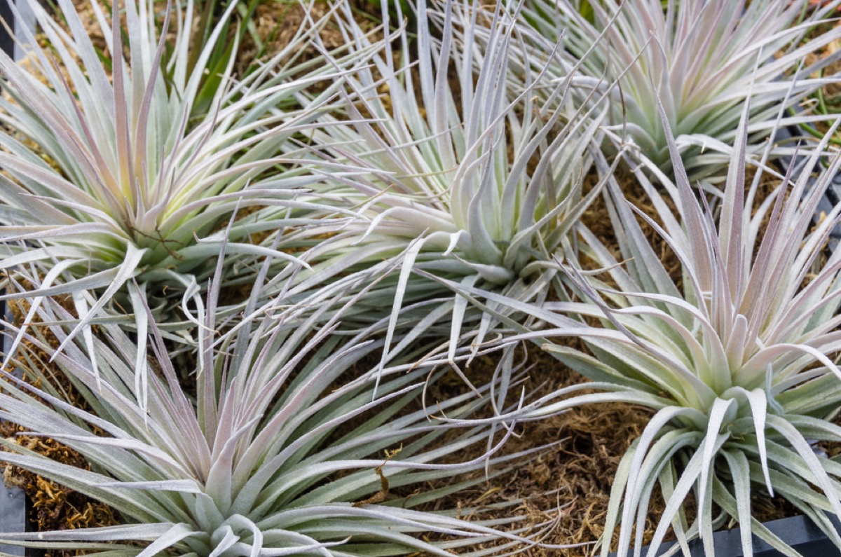 Tillandsia Fuchsii