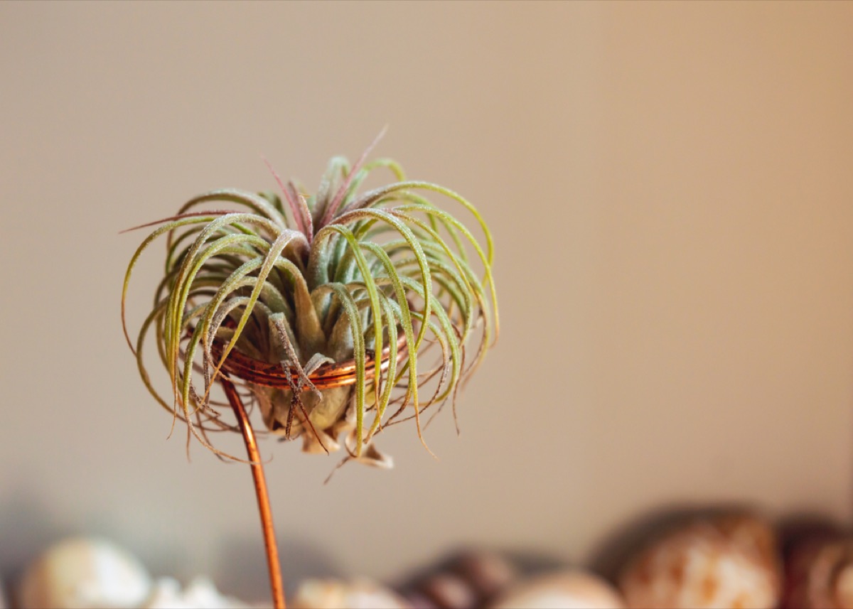 Tillandsia Ionantha 1