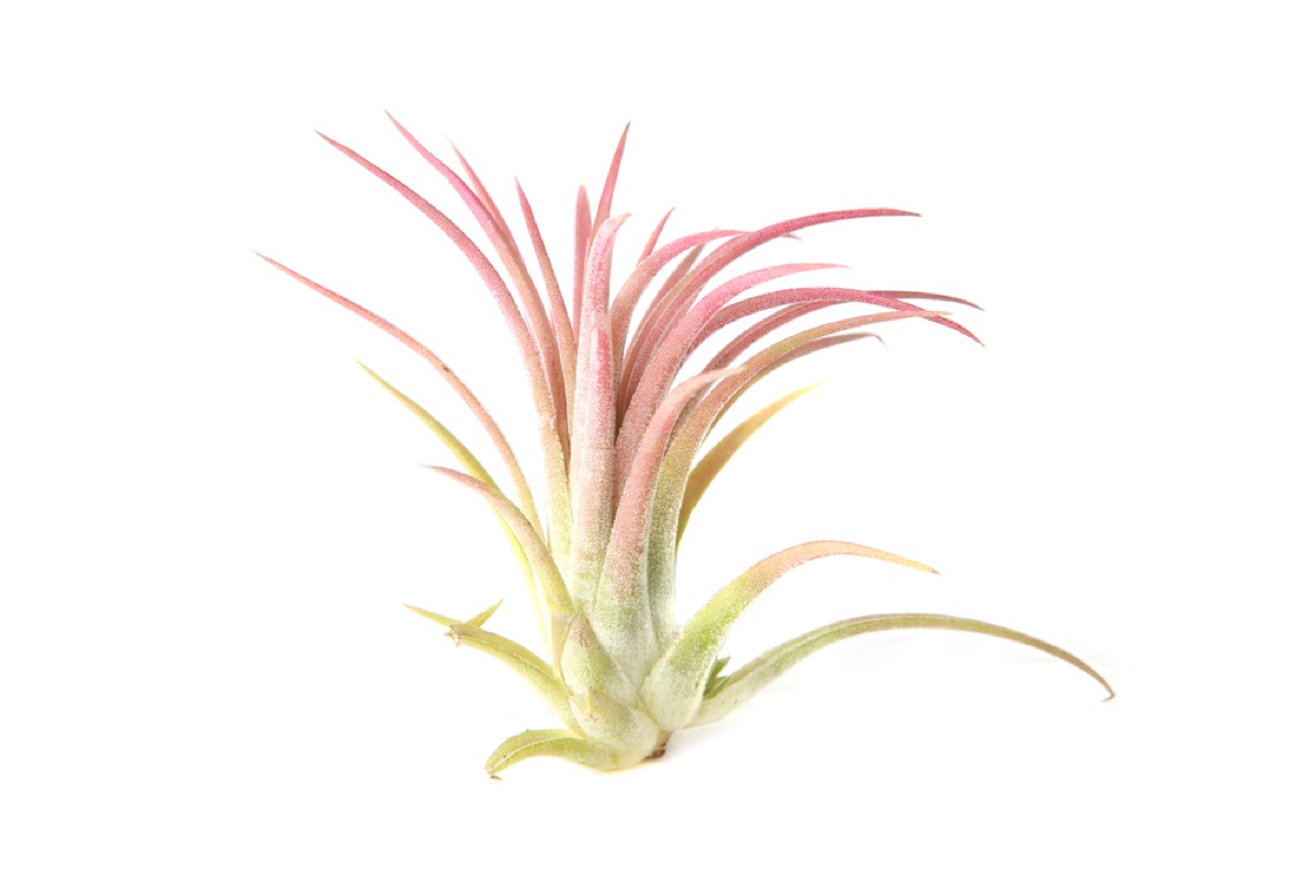 Tillandsia Ionantha