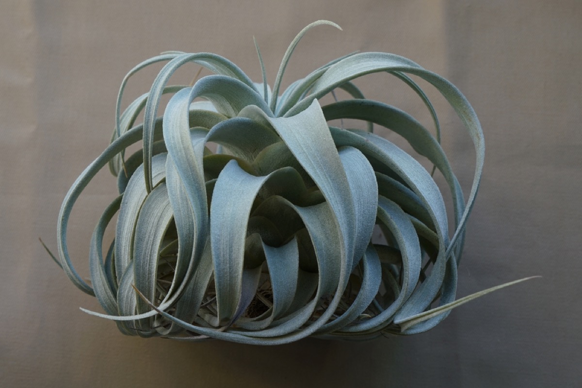 Tillandsia Xerographica