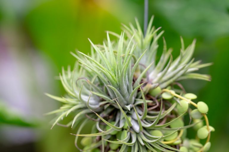 What Does Air Plant Rot Look Like Identifying Signs and Solutions