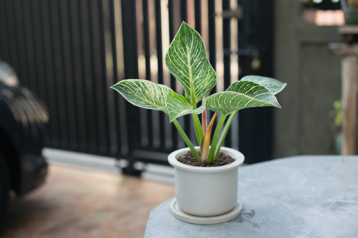 Philodendron Birkin