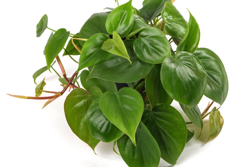 Heart Leaf Philodendron