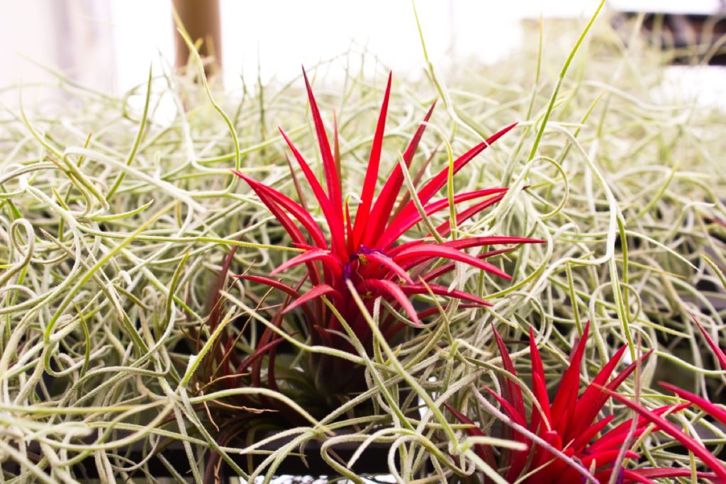Why Is My Air Plant Curling Up? Causes and Solutions Foliage Friend