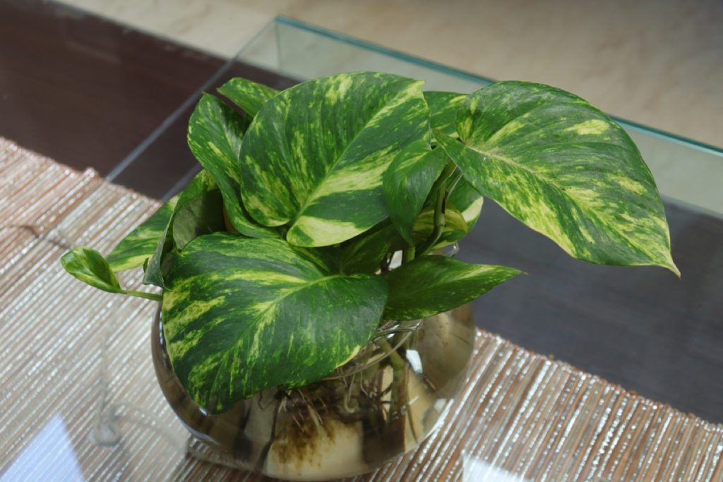 Golden Pothos Light Requirements Essential Guide for Healthy Growth
