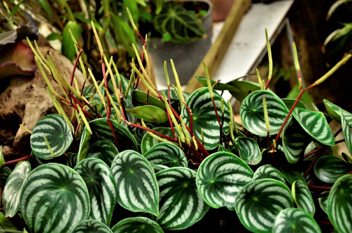 flowering Peperomia argyreia