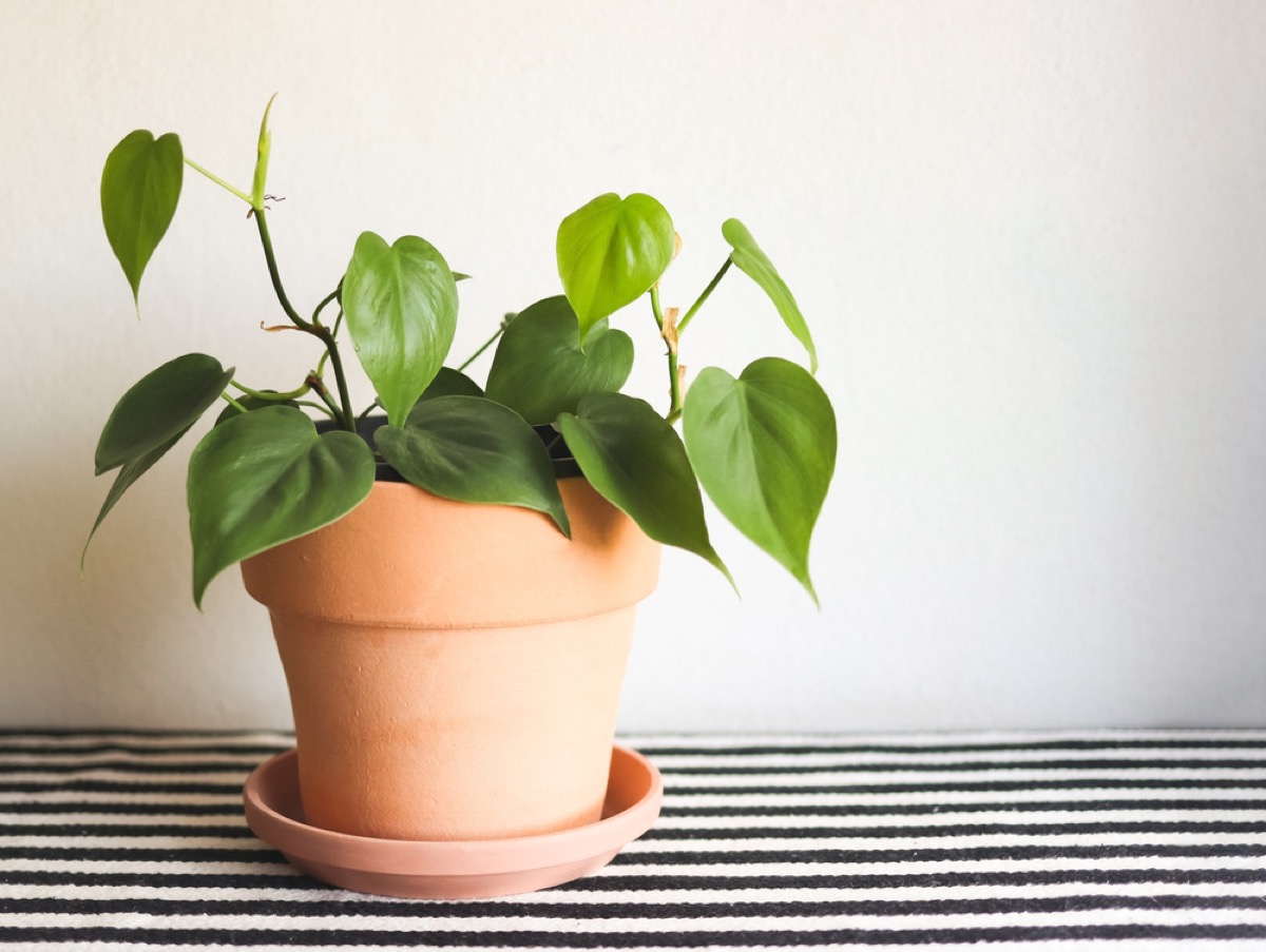 heart leaf philodendron 1