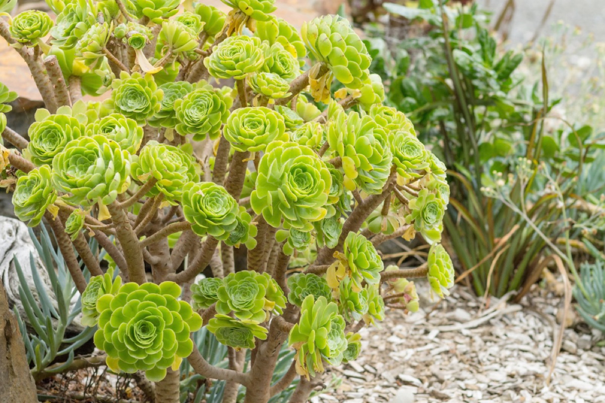 Aeonium growth habits