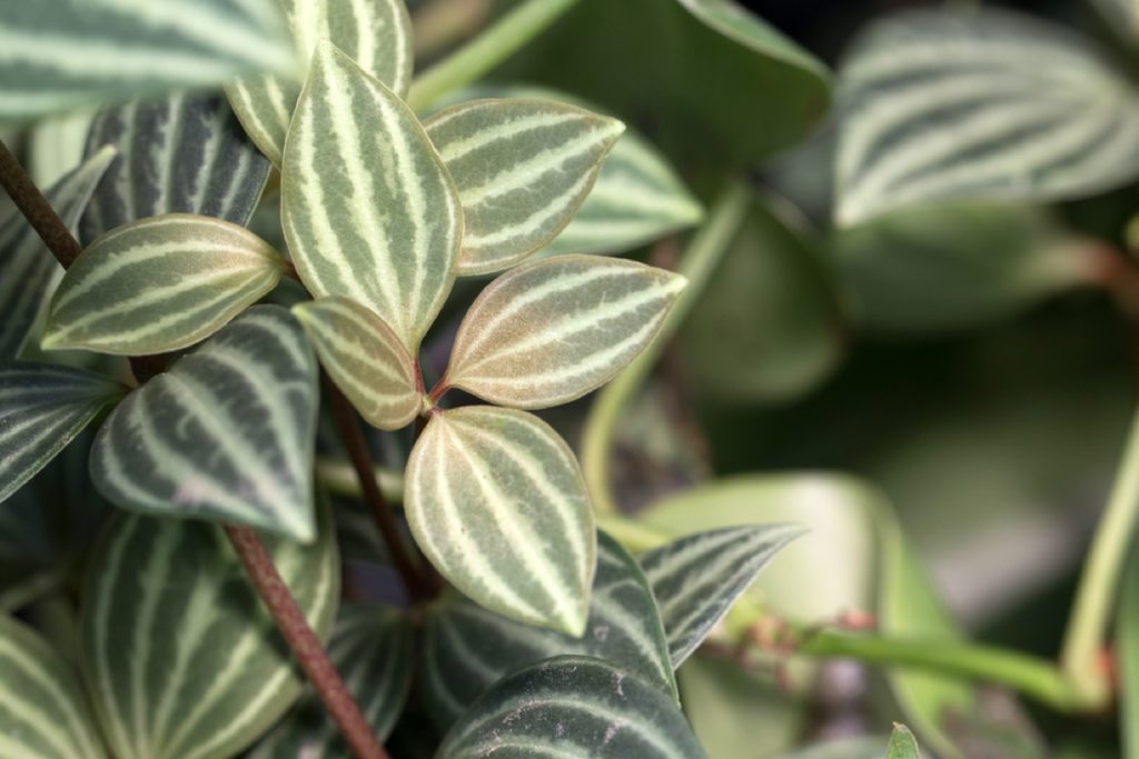 How to Revive a Peperomia Plant: Expert Tips for Success - Foliage ...