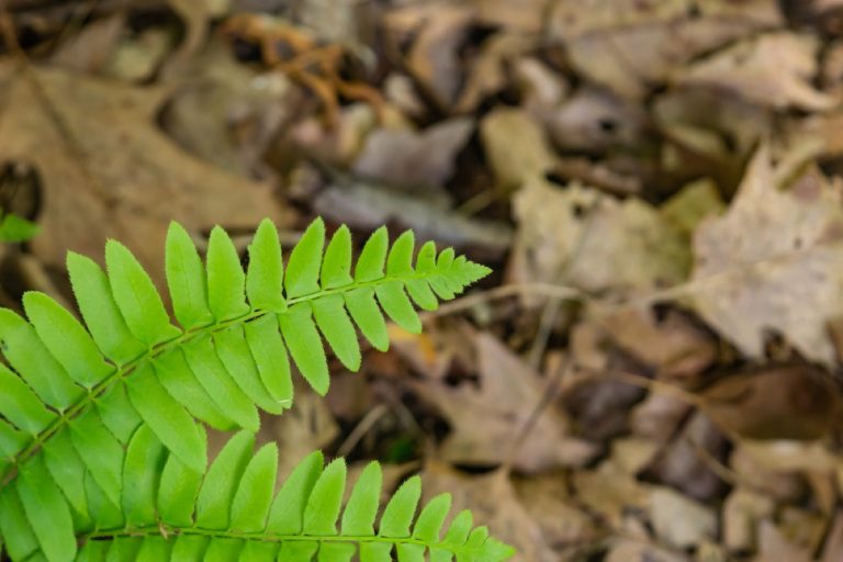 Christmas Fern vs Maidenhair Fern Key Differences Explored Foliage