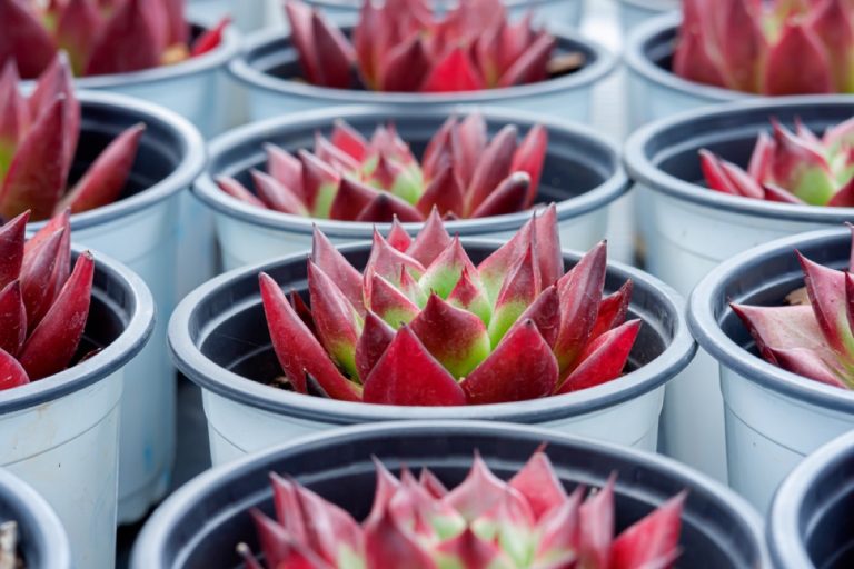 Echeveria Agavoides Ebony vs Lipstick Succulent Showdown Foliage