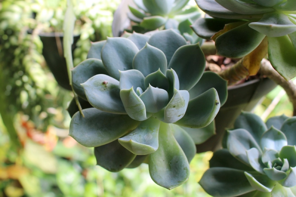 Echeveria