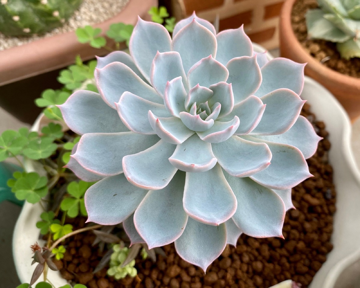 Echeveria secunda Azulita