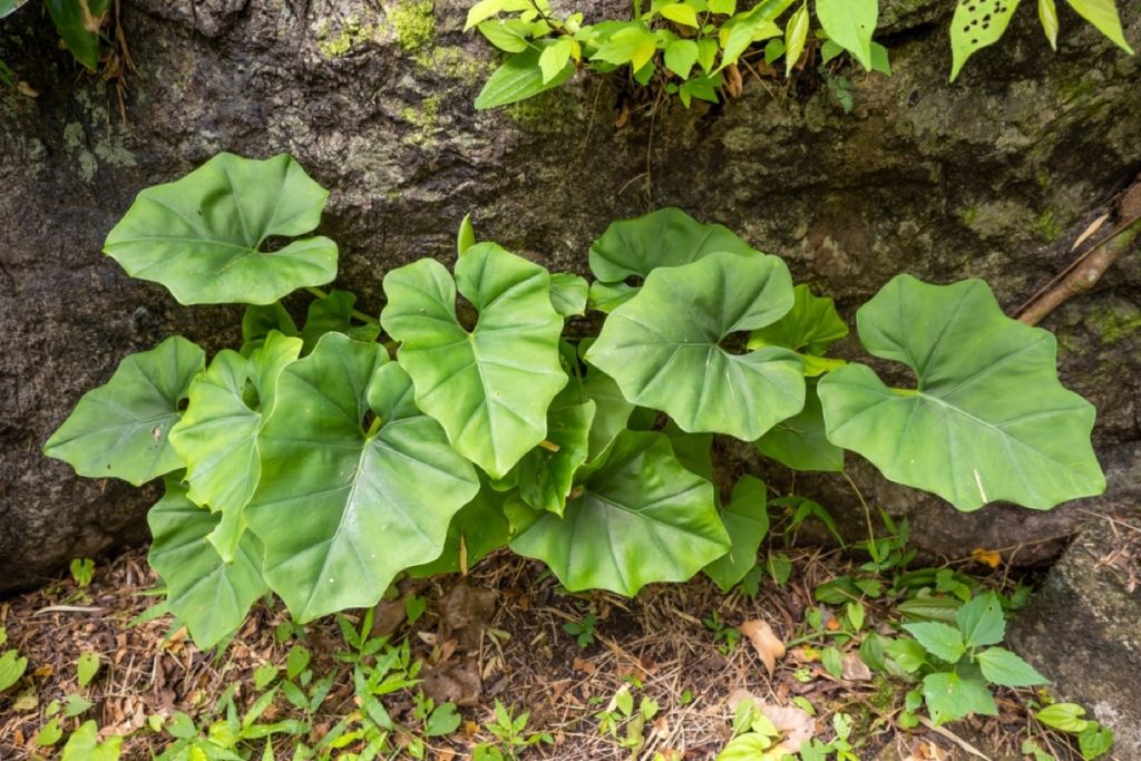 How to Plant Elephant Ear Bulbs Indoors A Simple Guide Foliage