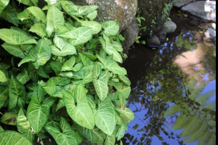 How to Divide Arrowhead Plant Quick and Easy Guide Foliage Friend