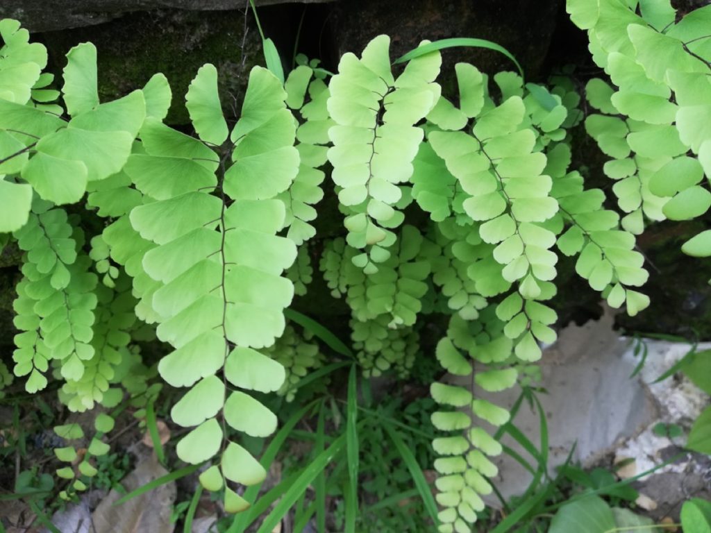 How to Care for a Western Maidenhair Fern Indoors Expert Guide
