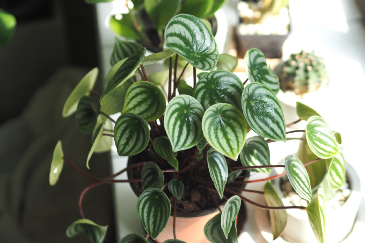 How to Take Care of Peperomia Watermelon