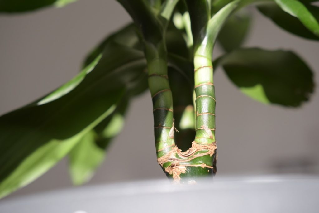 Is Dracaena Toxic to Cats? The Essential Facts Revealed Foliage