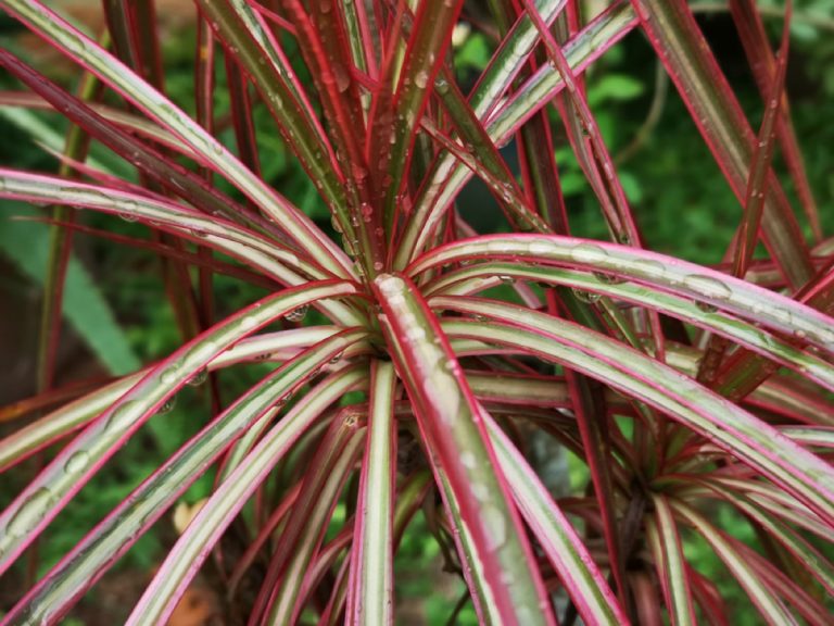 How to Clean Dracaena Leaves Easy Tips for a Healthy Plant Foliage