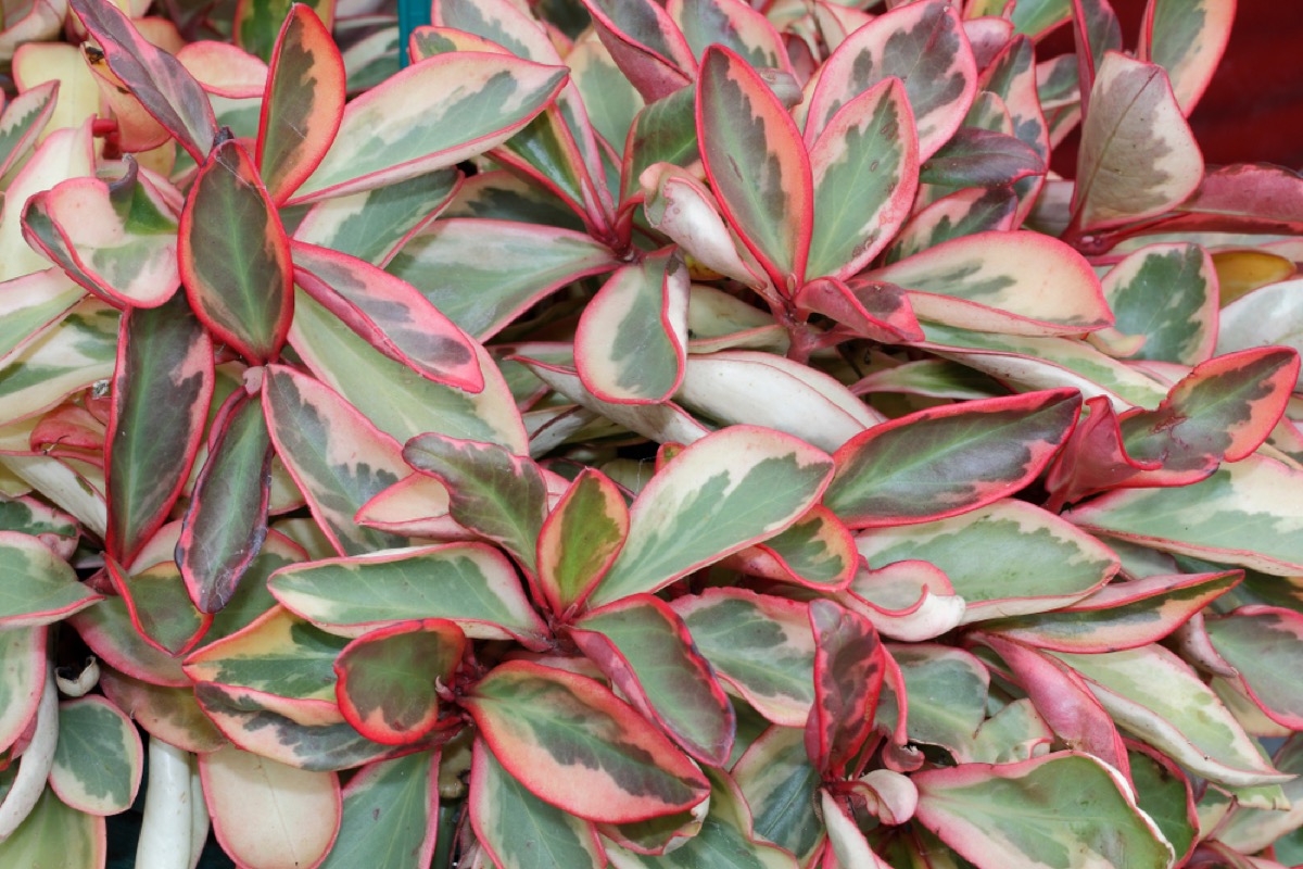 Peperomia clusiifolia jelly