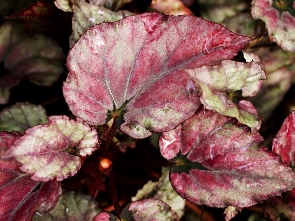 Types of Wax Begonia InDepth Guide on Varieties & Uses Foliage