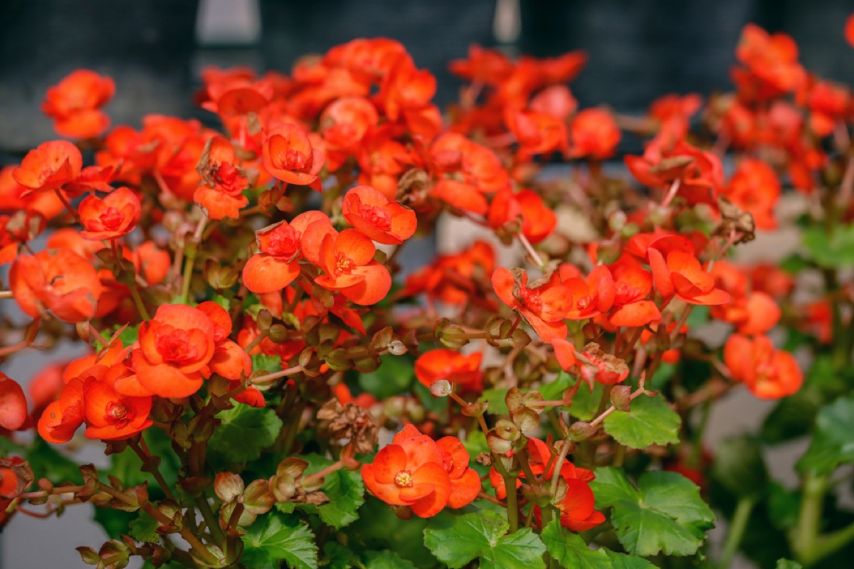 Tuberous Begonias