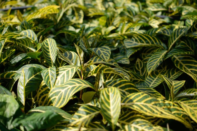 Why Are My Zebra Plant Leaves Curling? Top Causes Explained Foliage