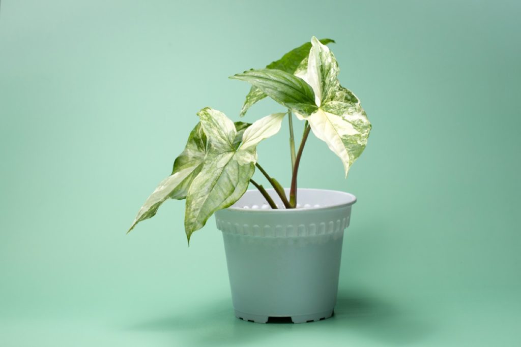 Why Is My Arrowhead Plant Leggy? Causes & Solutions Foliage Friend