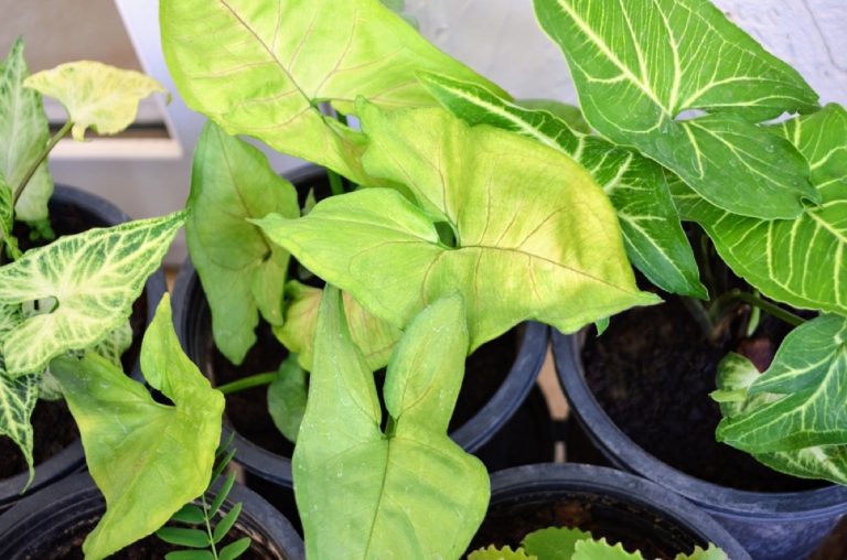 Why is My Arrowhead Plant Turning Yellow Common Causes & Solutions