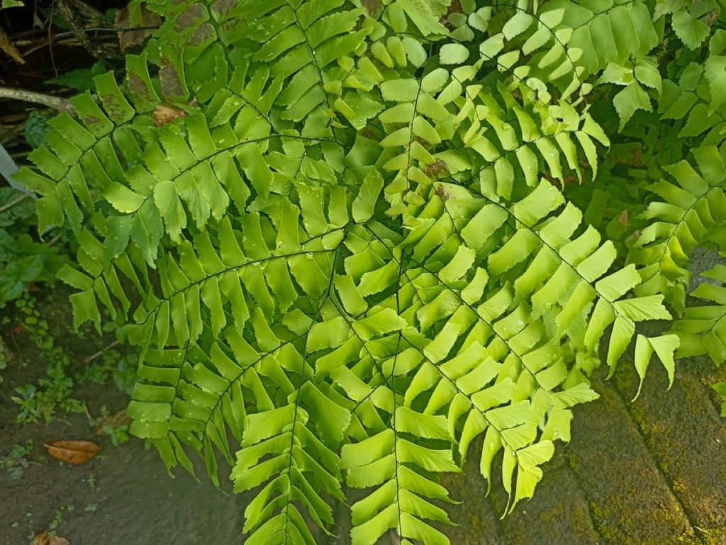 How to Grow Maidenhair Fern Outdoors: Expert Guide - Foliage Friend ...