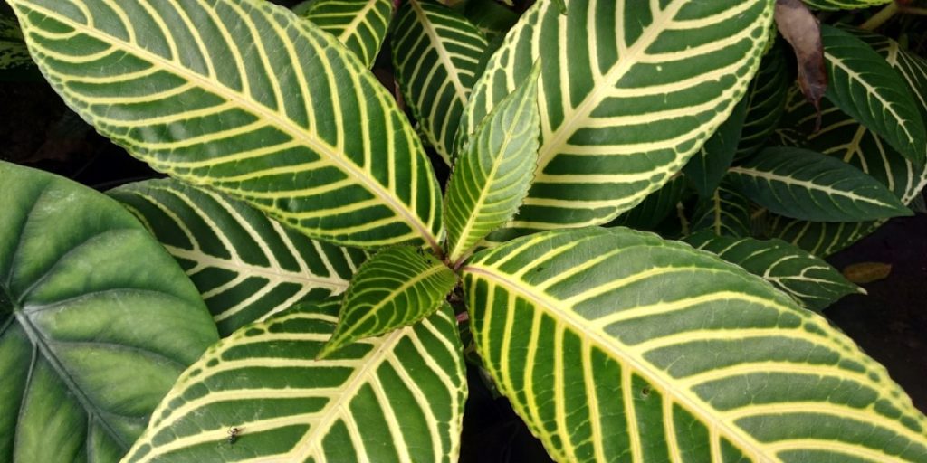 How to Propagate Zebra Plant: Simple Guide to Success - Foliage Friend